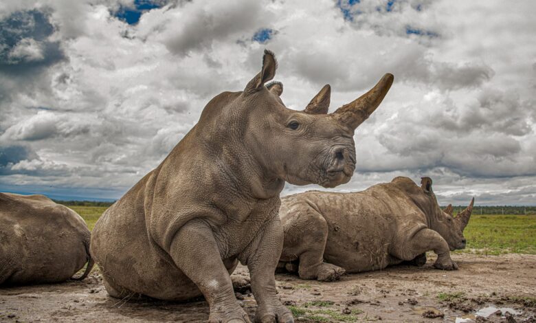 صورة لحيوانات وحيد القرن يجلسون سوياً