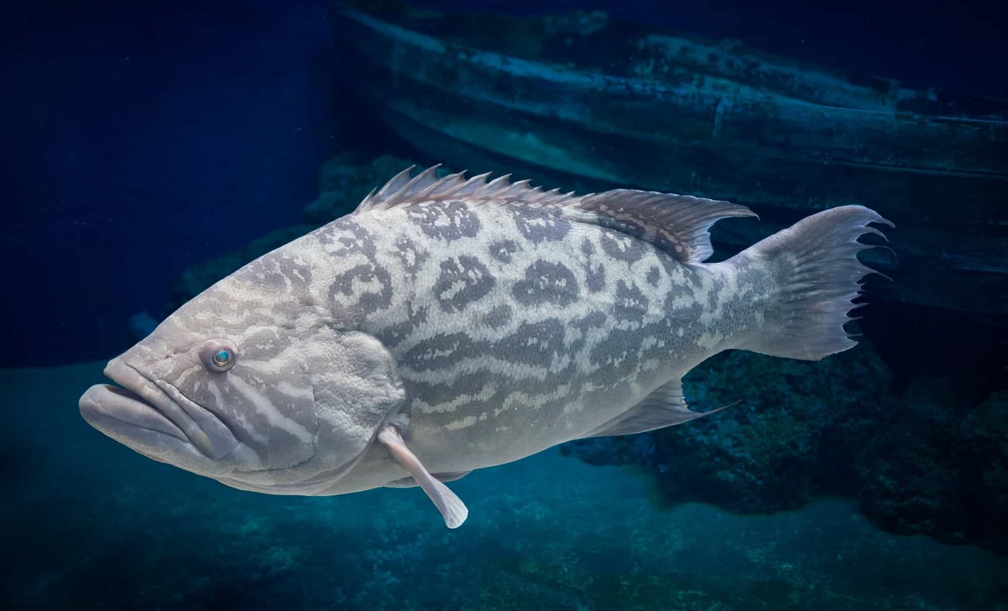سمك هامور كبيرة بيضاء