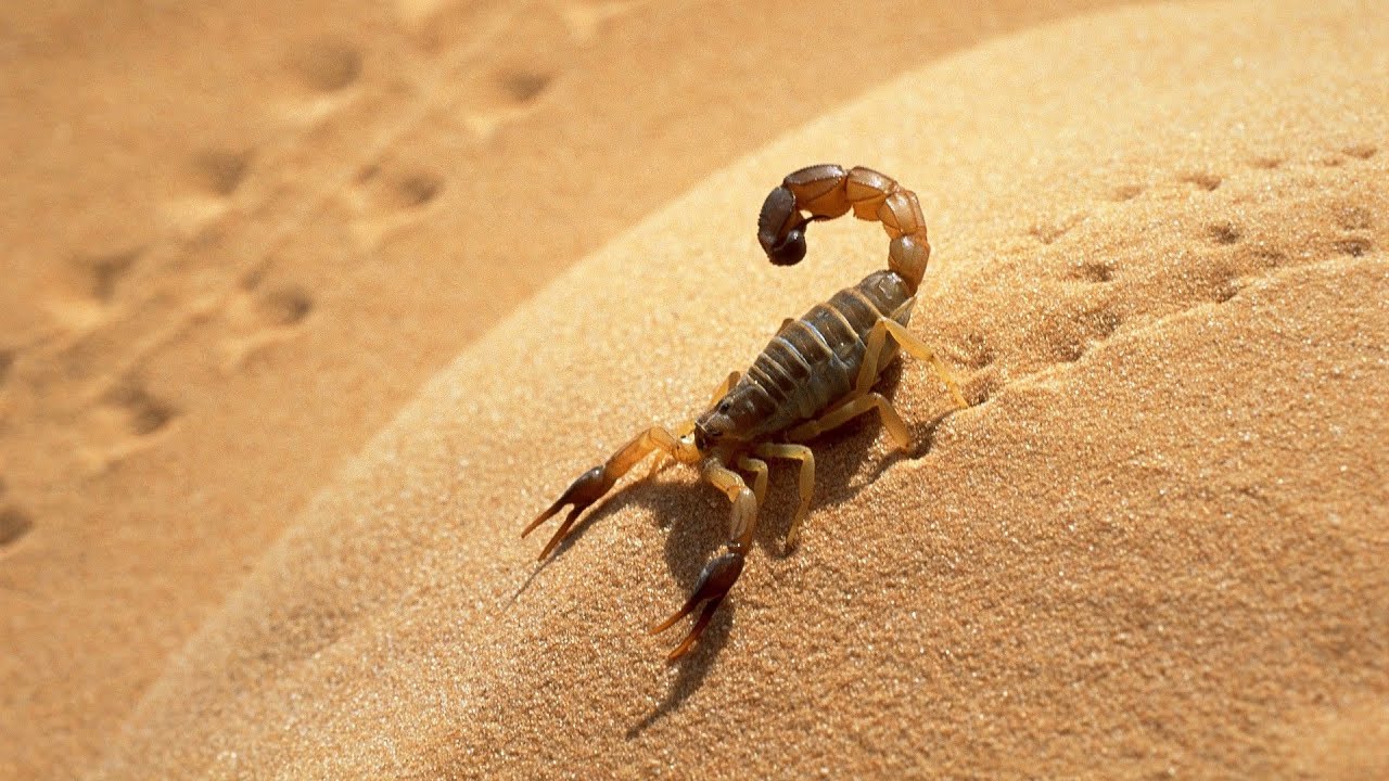 صورة عقرب كبير يمشي في الصحراء