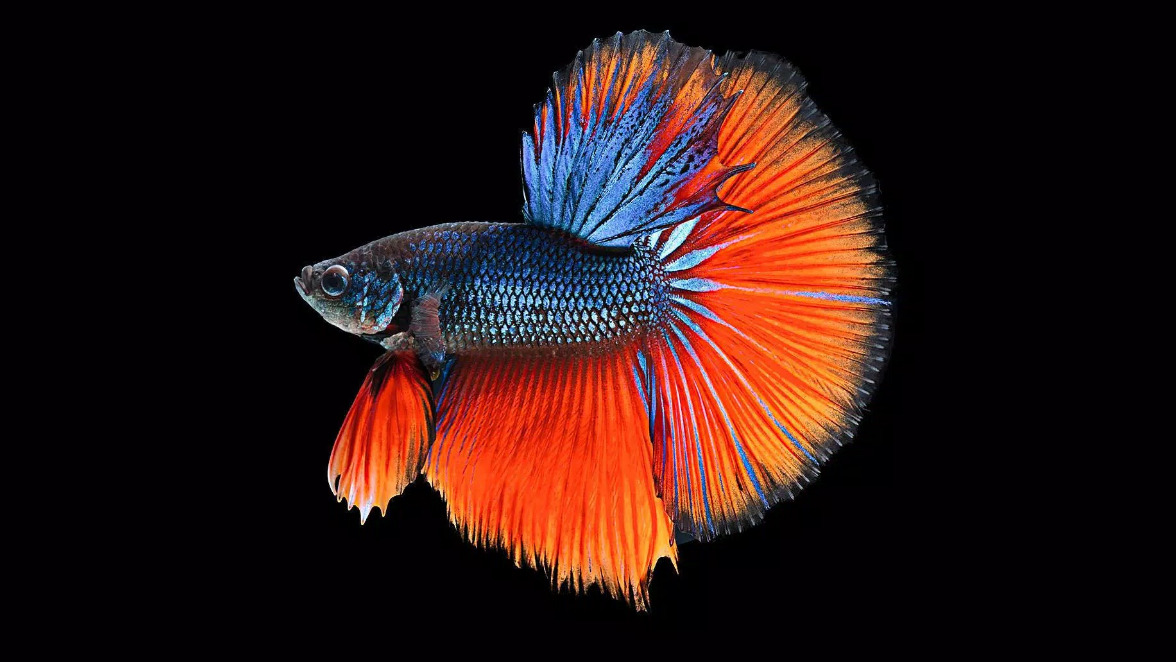 سمكة فايتر ملونة مع خلفية سوداء