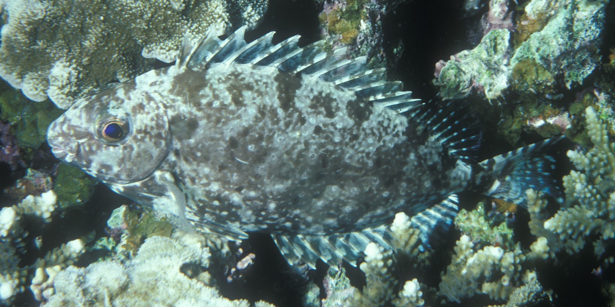 صورة سمكة صافي في الخليج