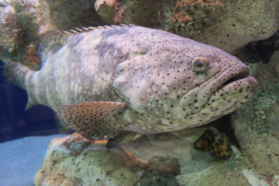 سمكة هامور رمادية اللون