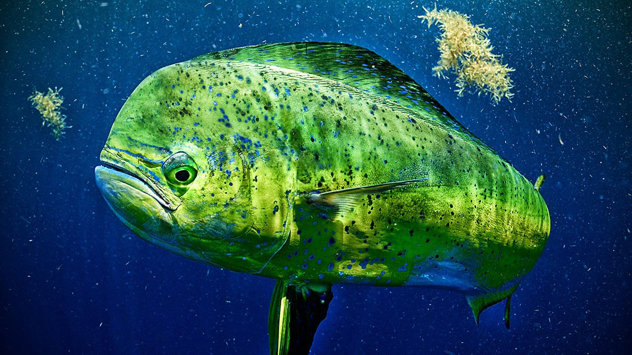سمكة لمبوكة ضخمة خضراء