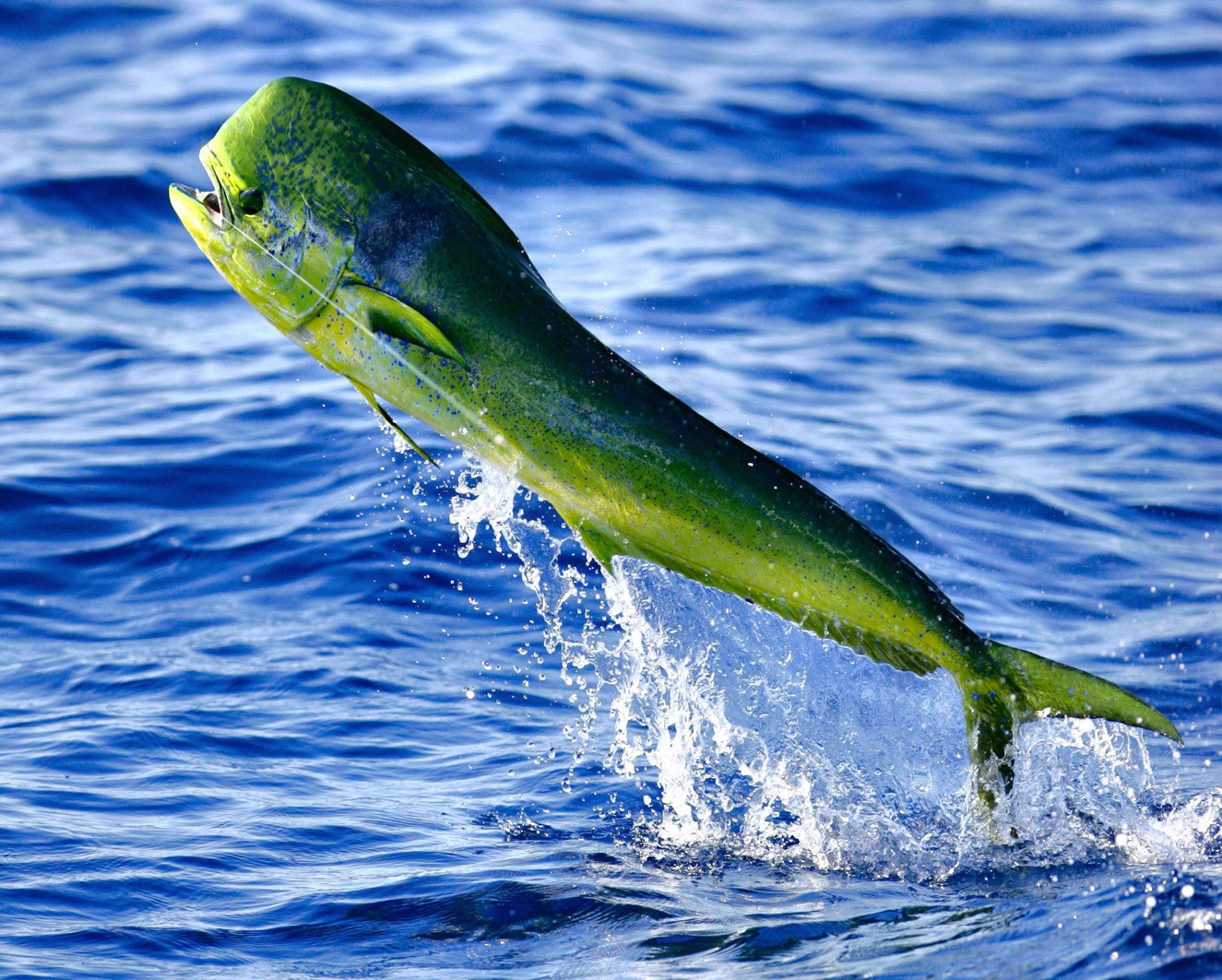 صورة سمكة حصان البحر طويلة