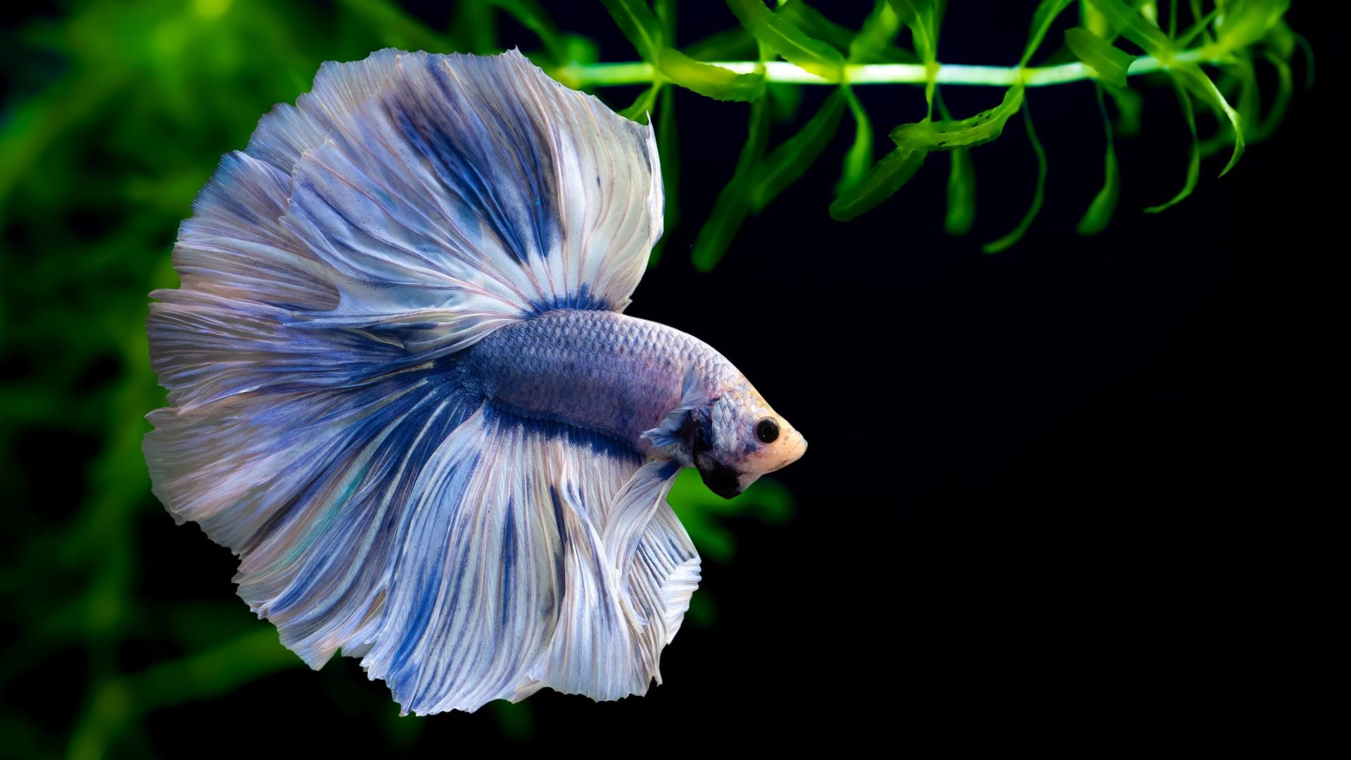 صورة سمكة الزينة فايتر لونها بنفسجي