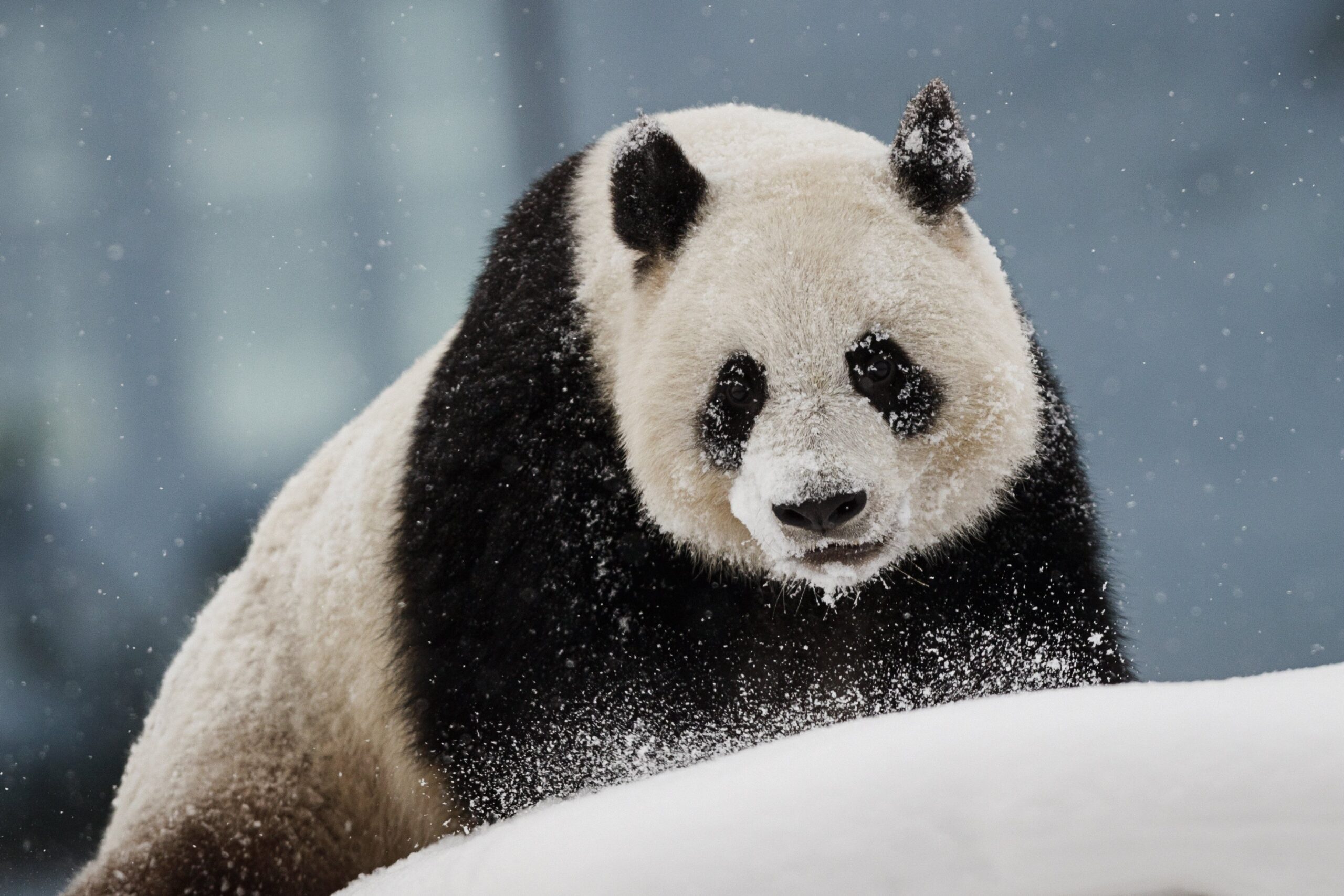 صورة لحيوان الباندا بين الثلوج