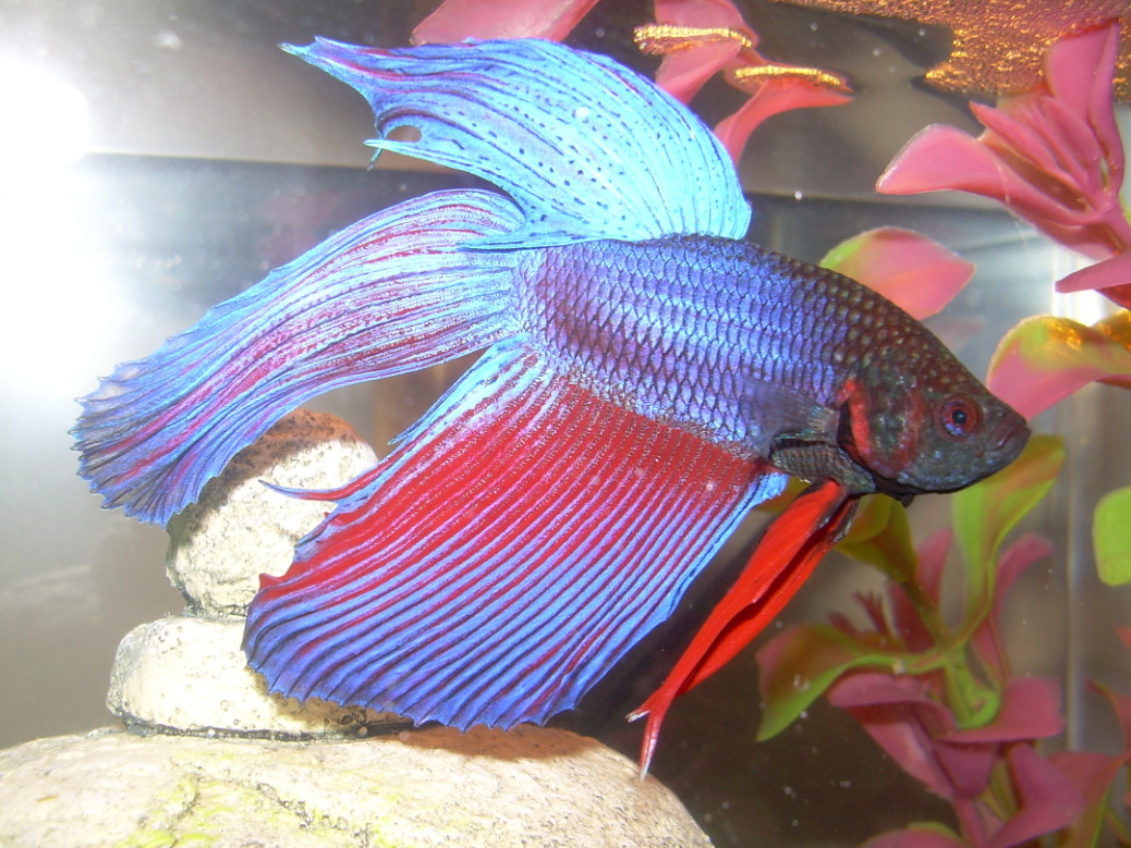 سمكة فايتر ملونة بألوان زاهية