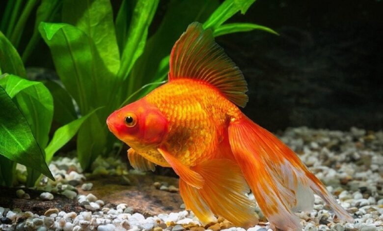 صورة سمكة ذهبية تسبح في الحوض