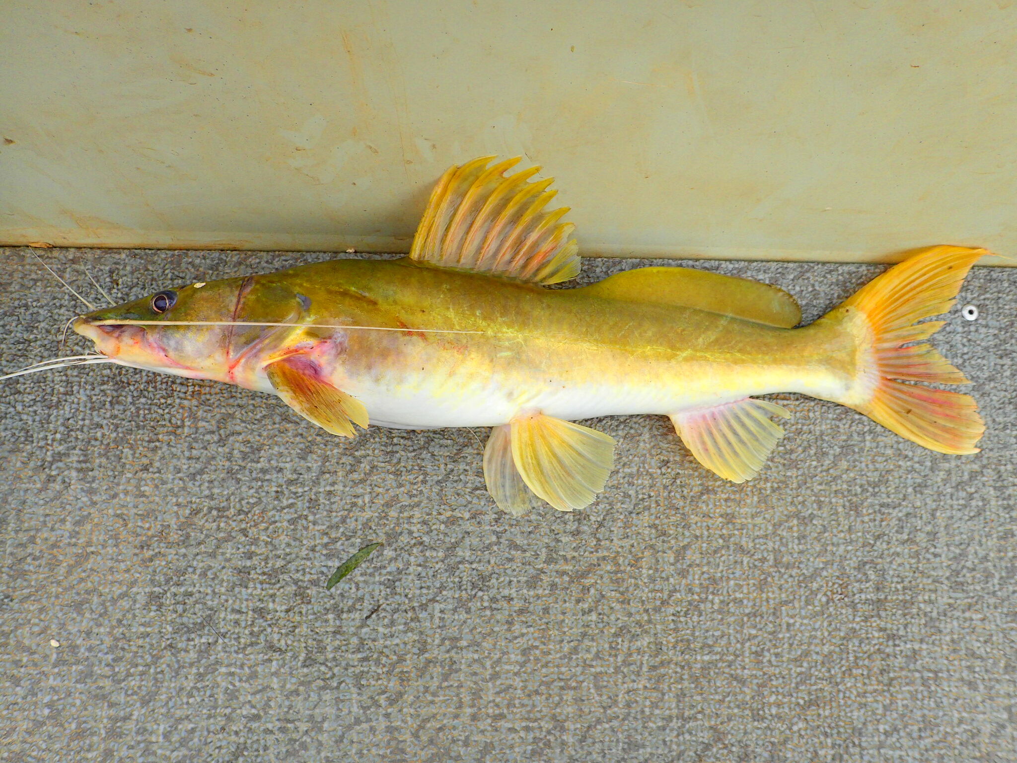صورة لسمكة بياض ذهبية اللون