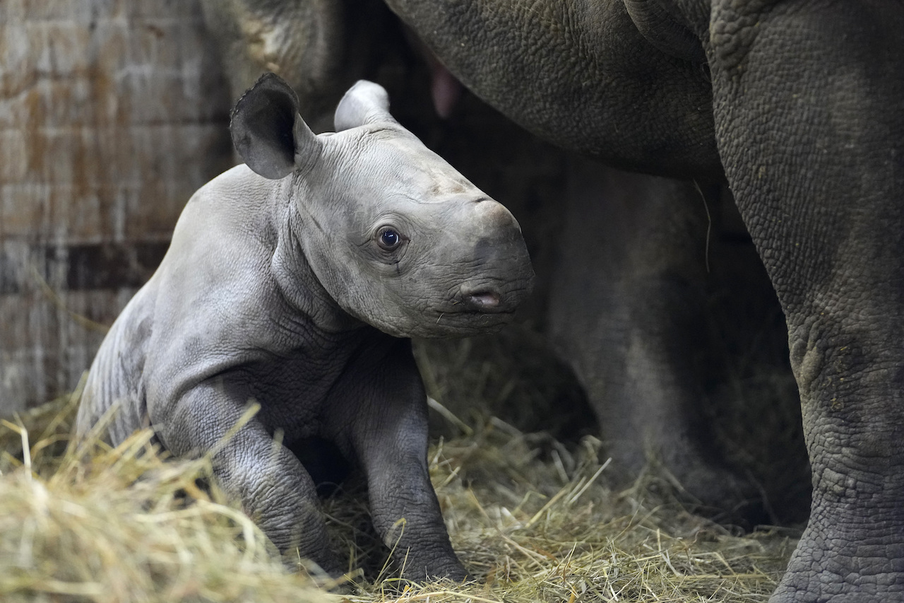 صورة لصغير وحيد القرن جالس