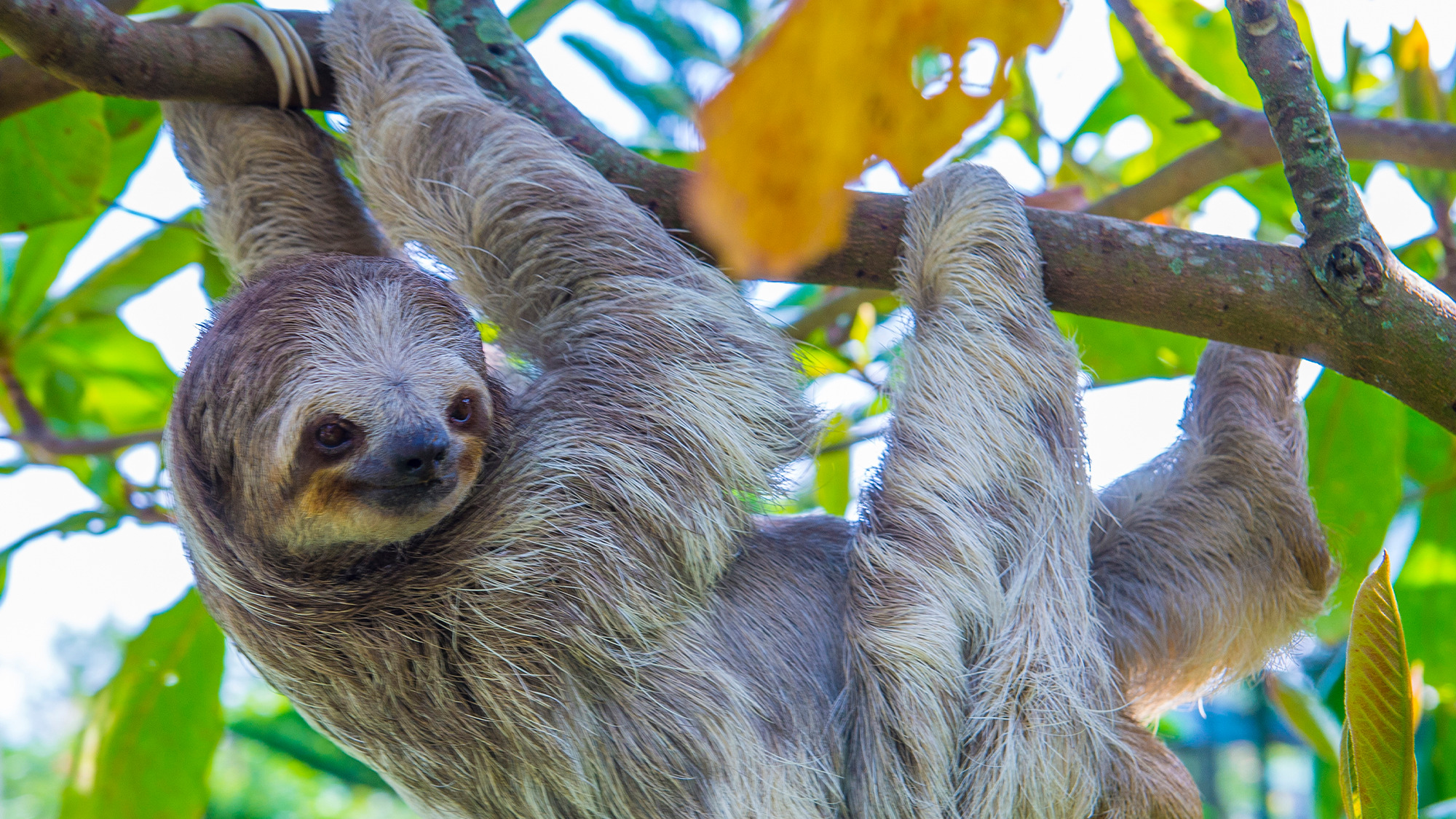 صورة لحيوان الكسلان وهو متسلق للأشجار