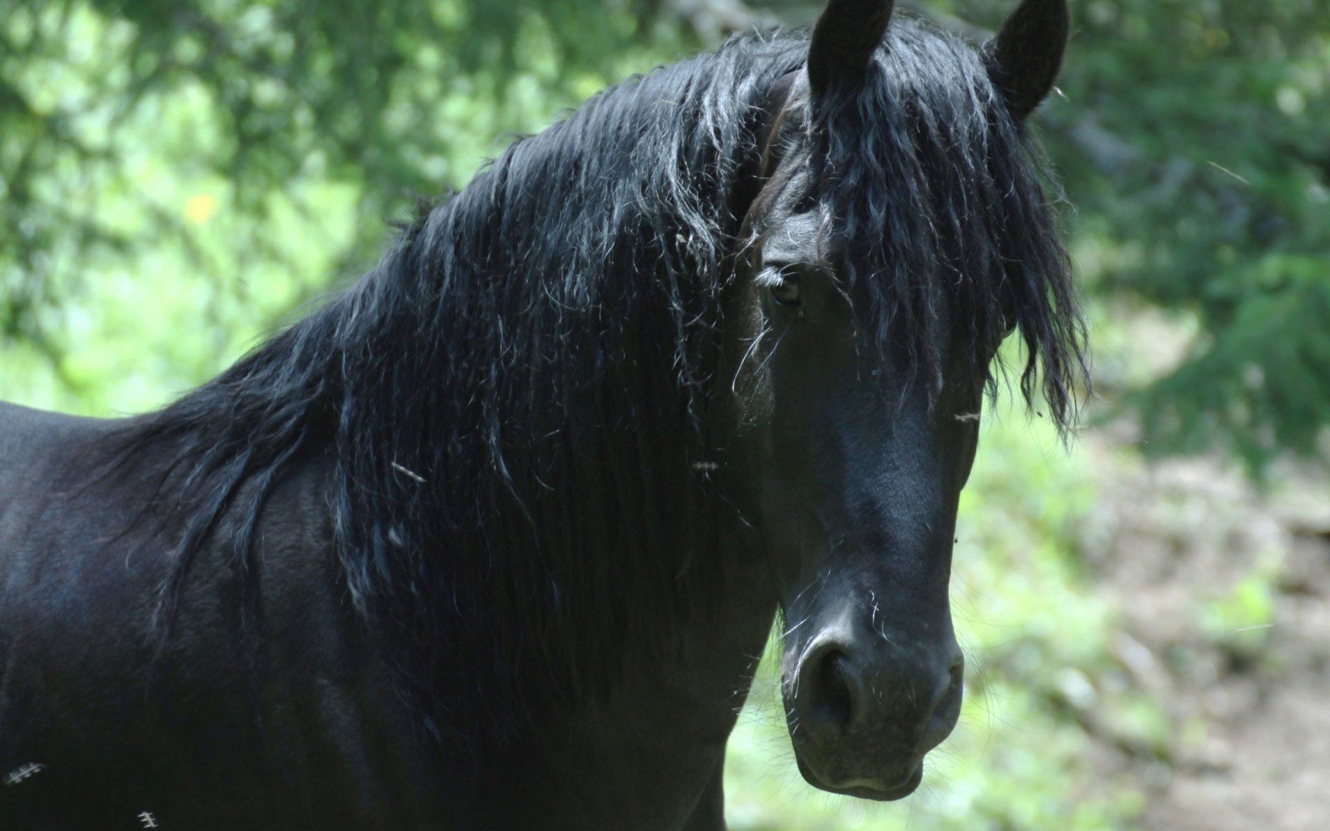 صورة حصان أسود فخم