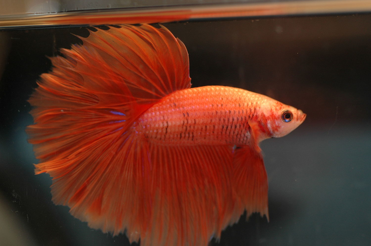 صورة السمكة فايتر برتقالية اللون