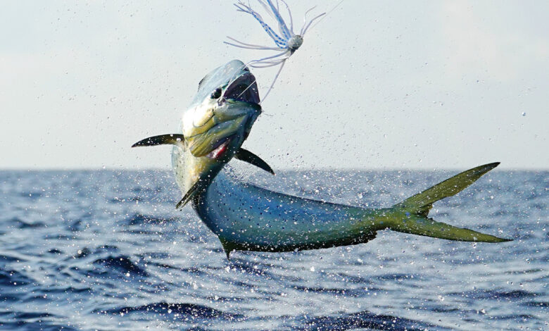 صورة سمكة حصان البحر تقفز في الهواء