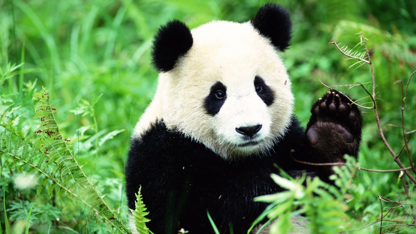 صورة حيوان الباندا يشير بيده