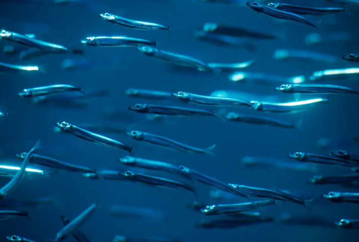 صورة تجمعات لسمك الأنشوجة في المحيط