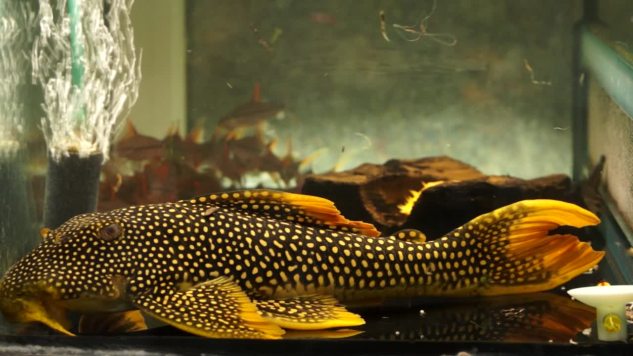 سمكة كناس ذهبية عملاقة