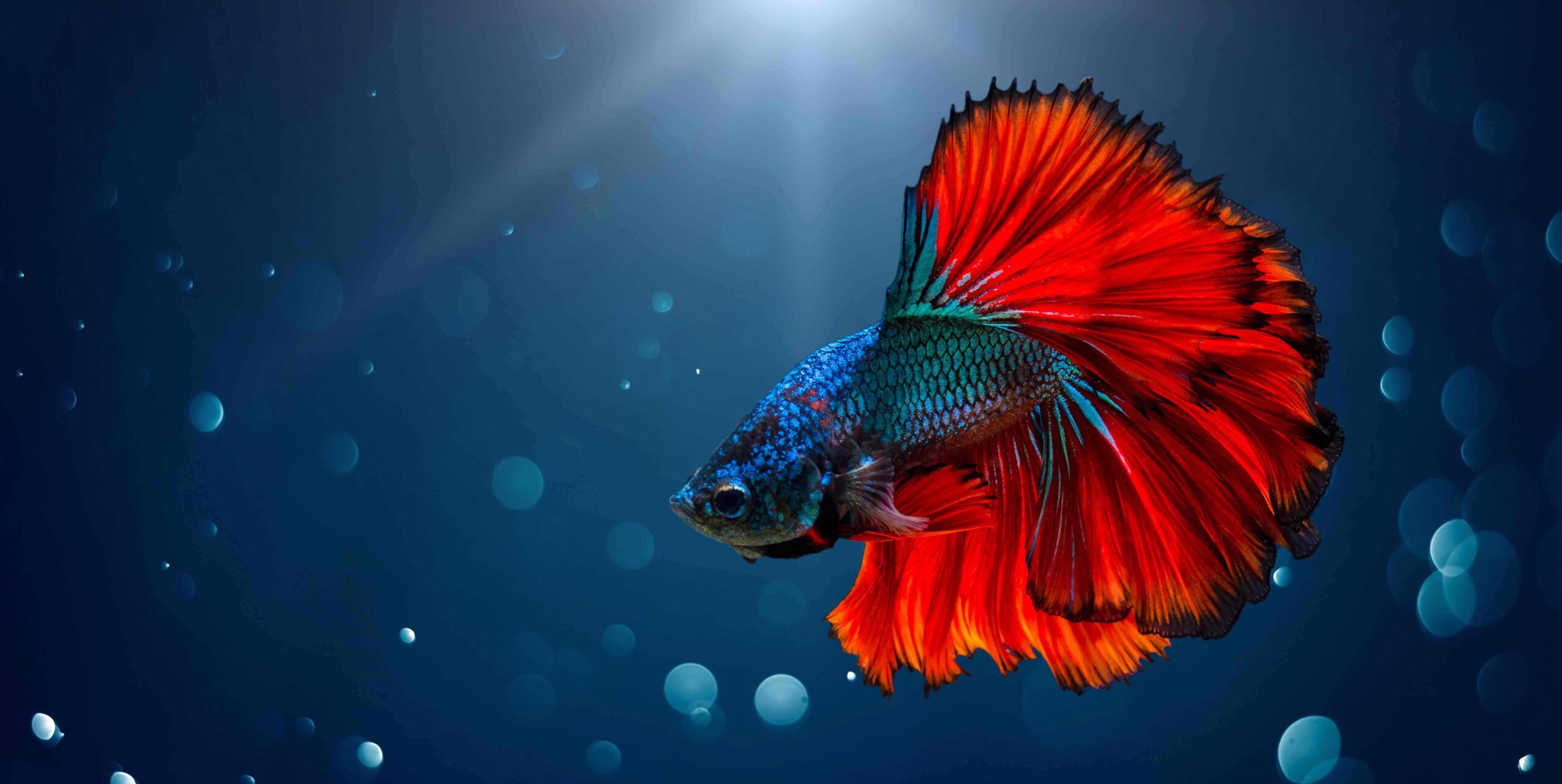 سمكة فايتر ملونة في الماء