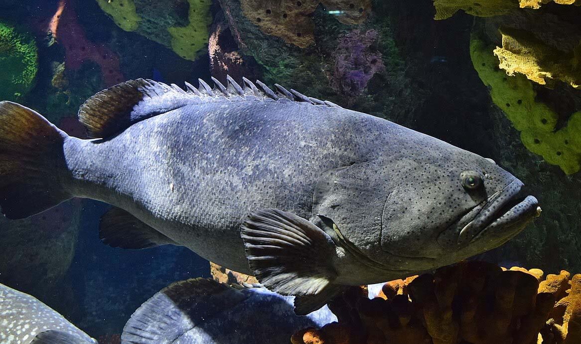 صورة سمكة هامور كبيرة الحجم
