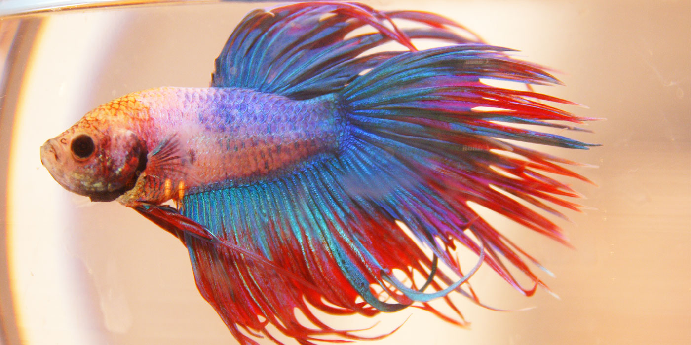 سمكة فايتر لها ذيل ملون بالأحمر والأزرق