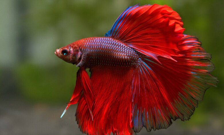 سمكة فايتر كبيرة لونها أحمر