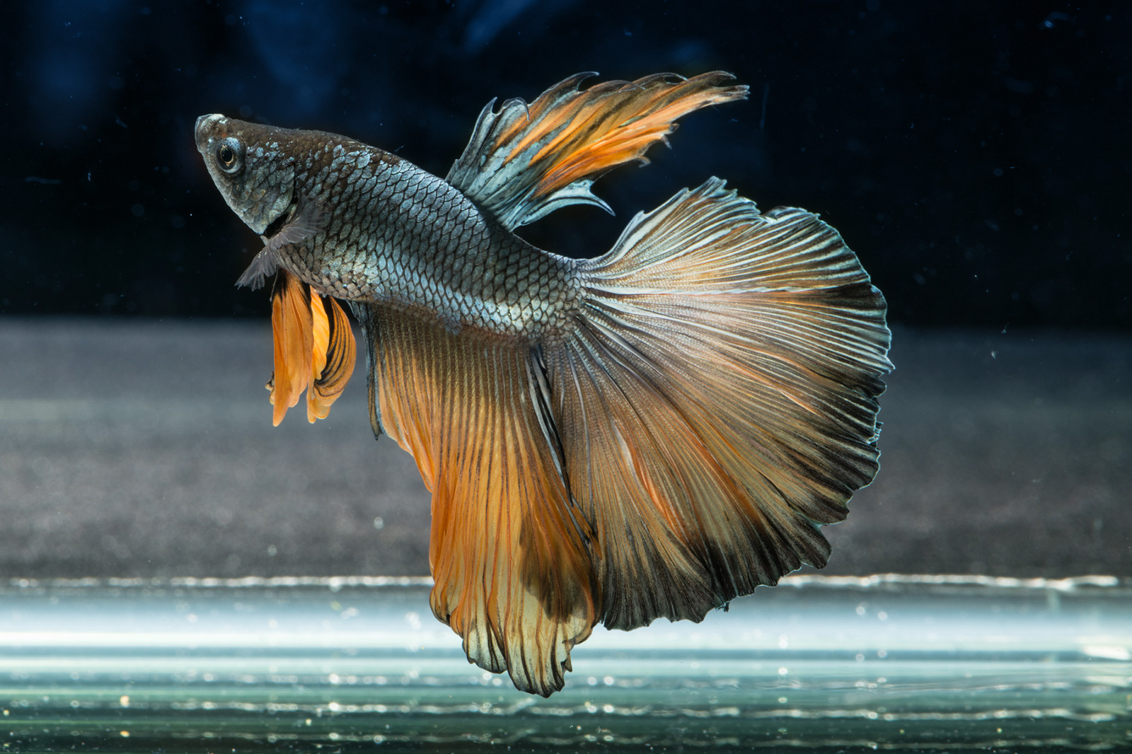 صورة للسمكة فايتر لها ألوان عجيبة