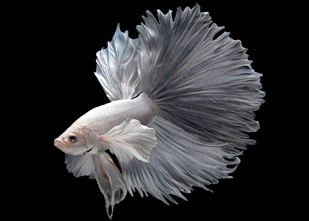 سمكة فايتر بيضاء مع خلفية سوداء
