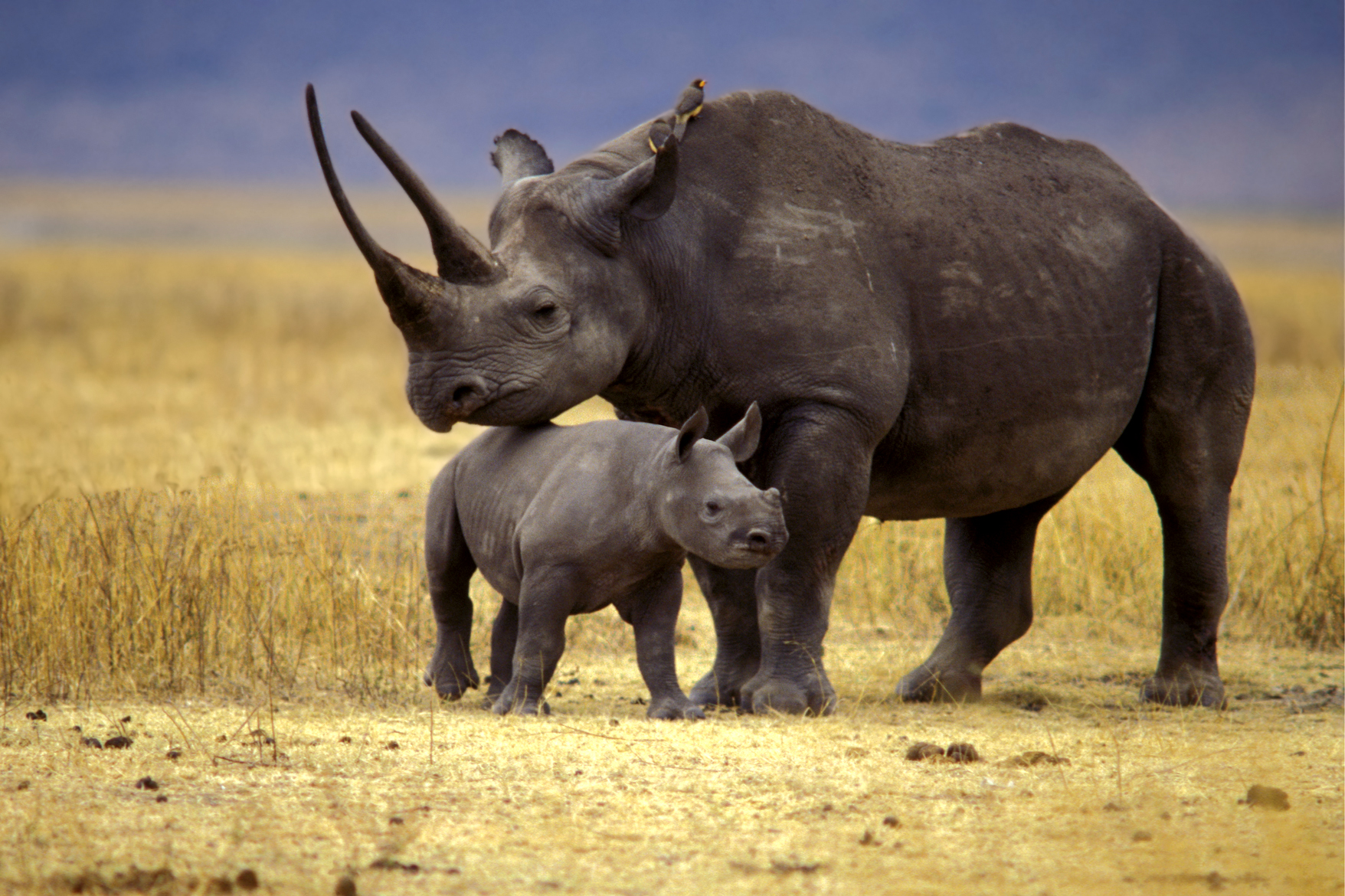 صورة لصغير وحيد القرن بجانب أمه