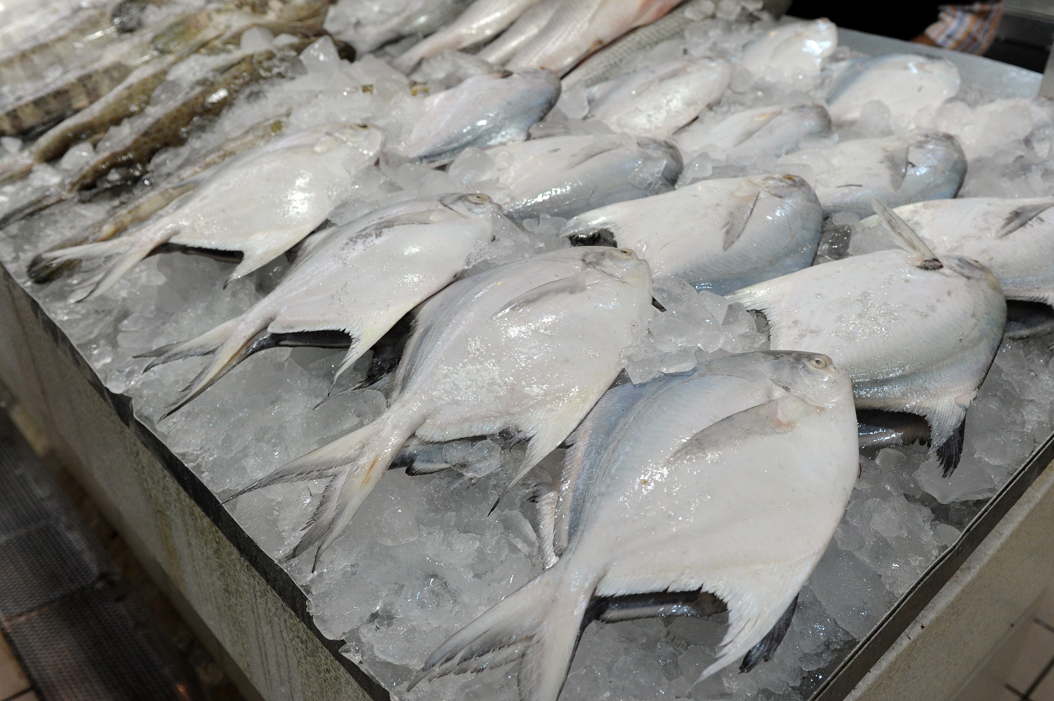 سمك الزبيدي مثلج في السوق