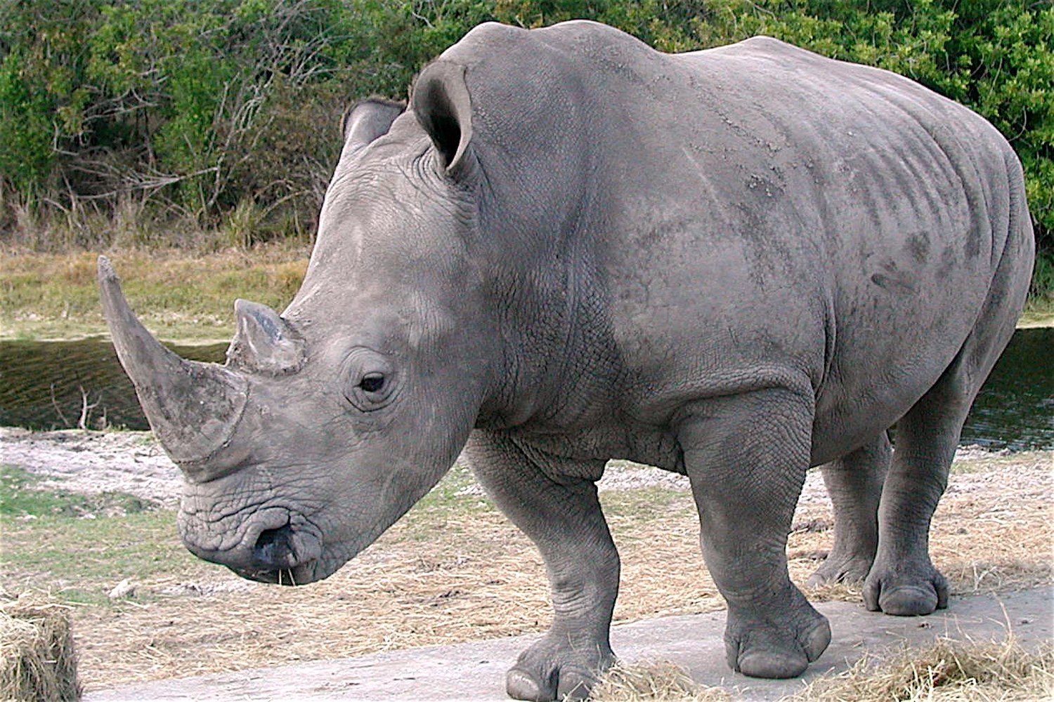صورة لحيوان وحيد القرن رمادي