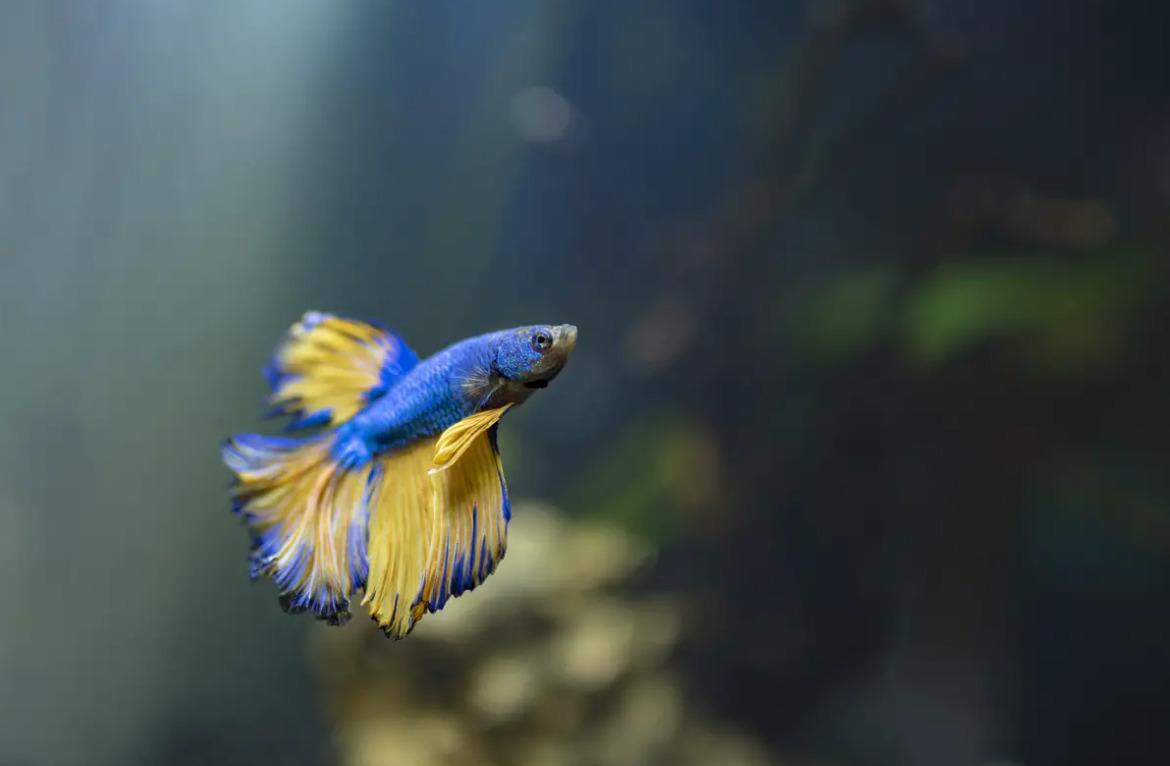 صورة لسمكة فايتر صغيرة زرقاء