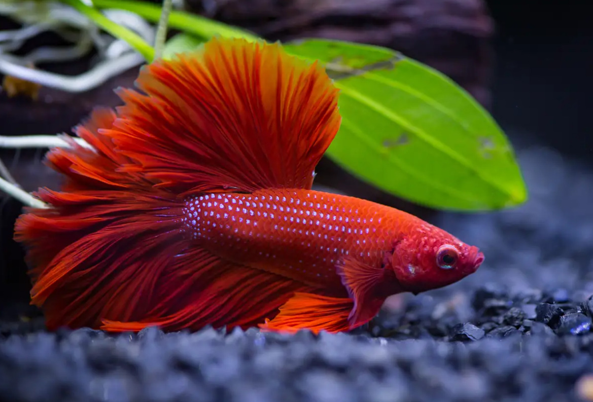 صورة سمكة فايتر حمراء في الماء