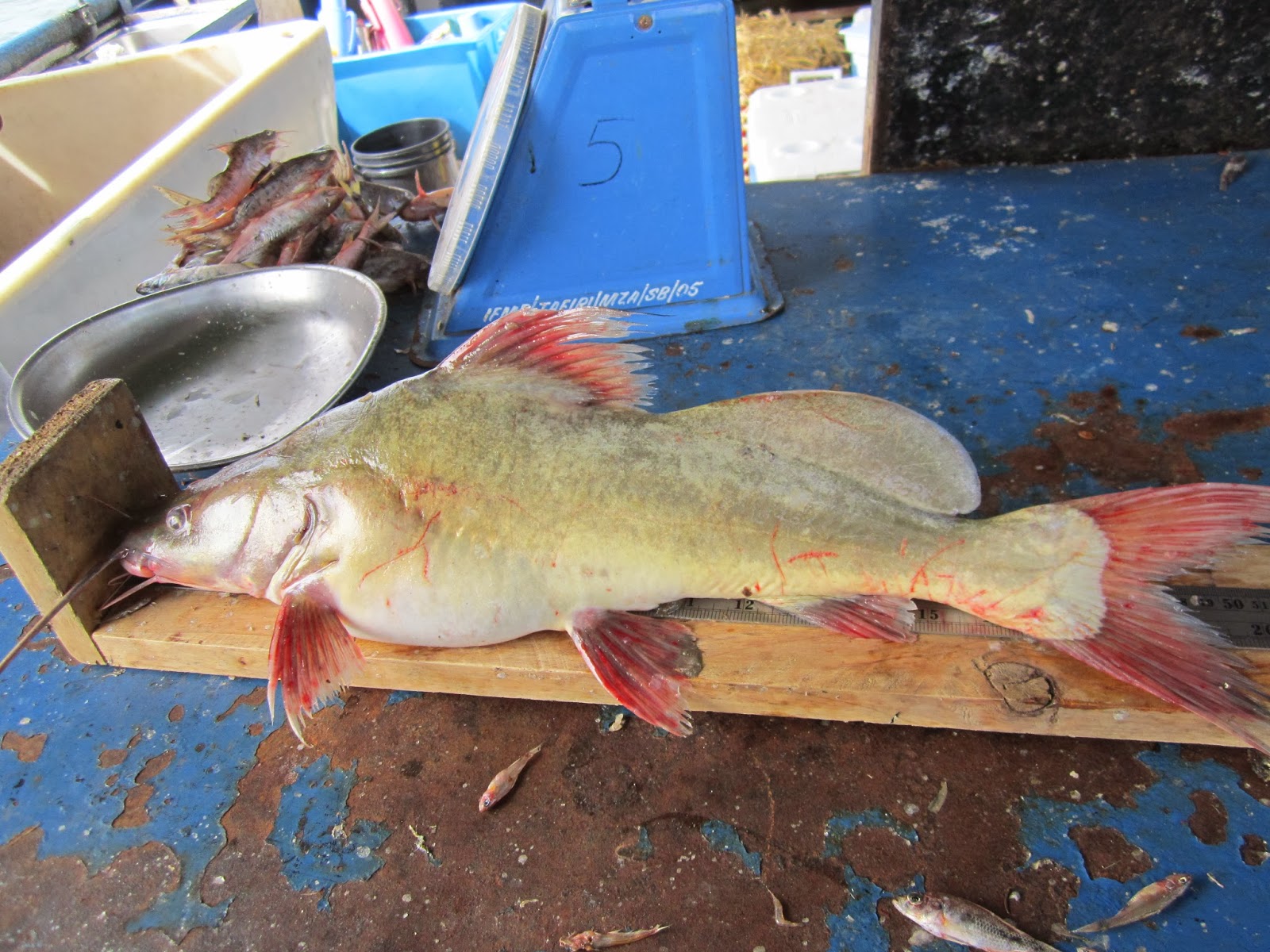 صورة لسمكة البياض في سوق السمك