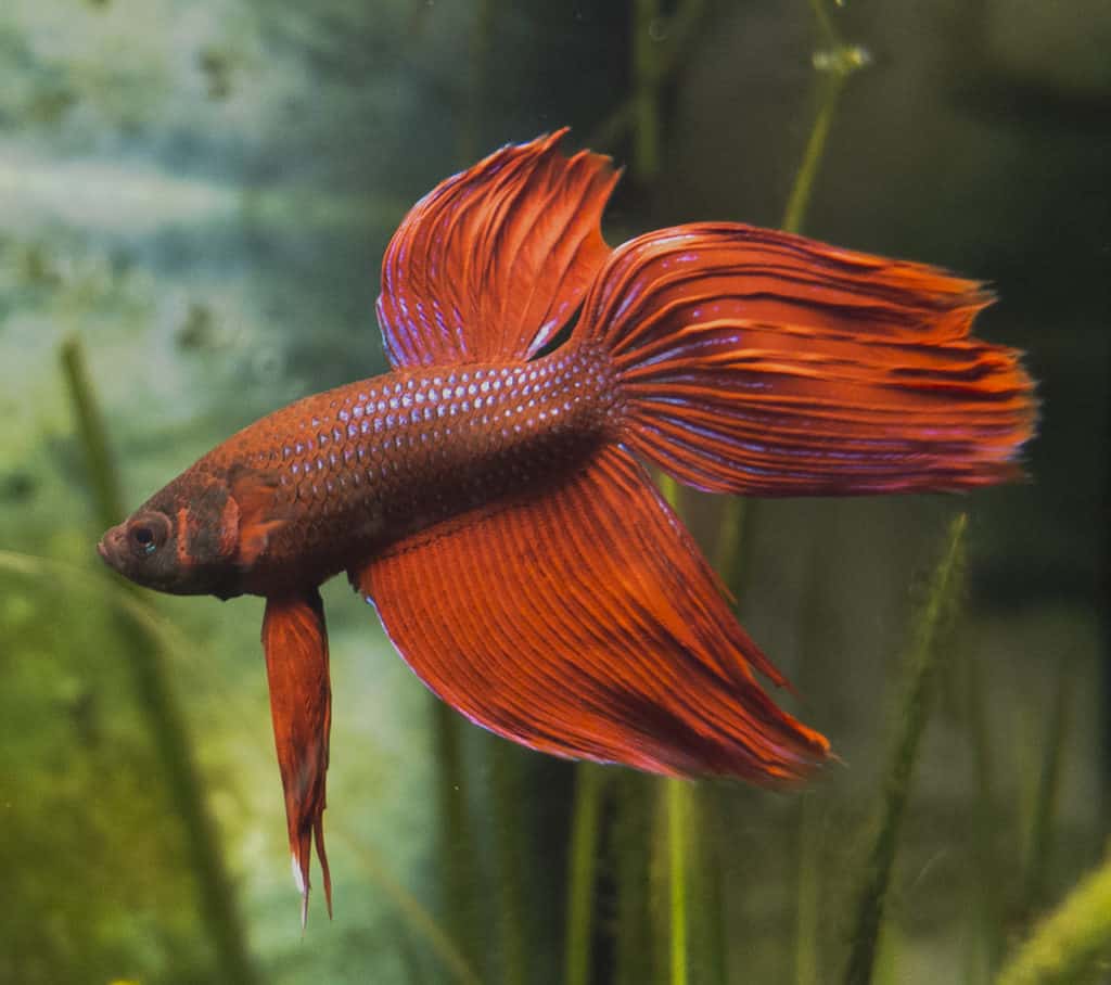 سمكة فايتر حمراء تسبح في الماء