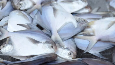 عدد كبير من سمك الزبيدي معروض بالسوق