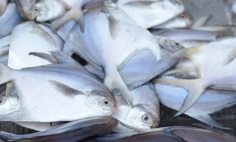 عدد كبير من سمك الزبيدي معروض بالسوق