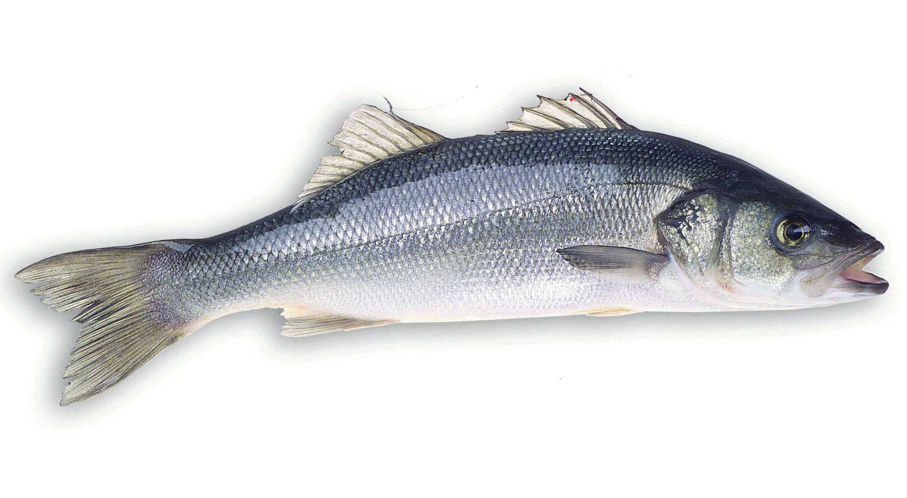 سمكة قاروص كبيرة مع خلفية بيضاء