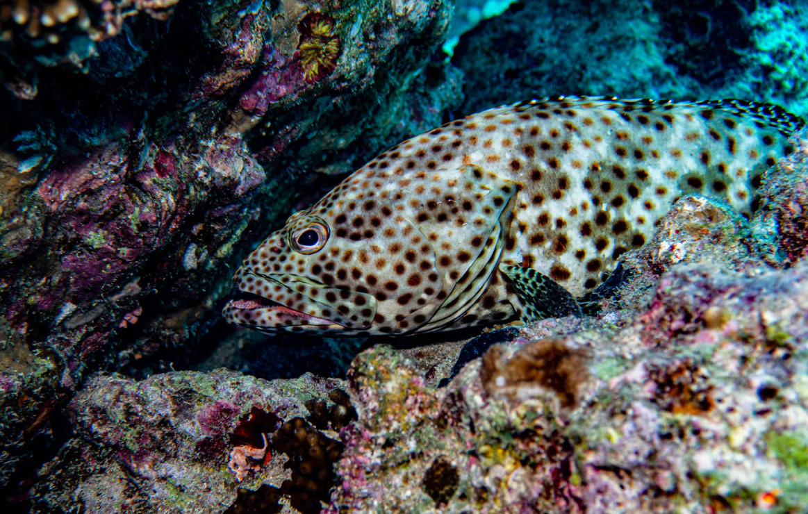 سمكة هامور كبيرة بين الشعب المرجانية